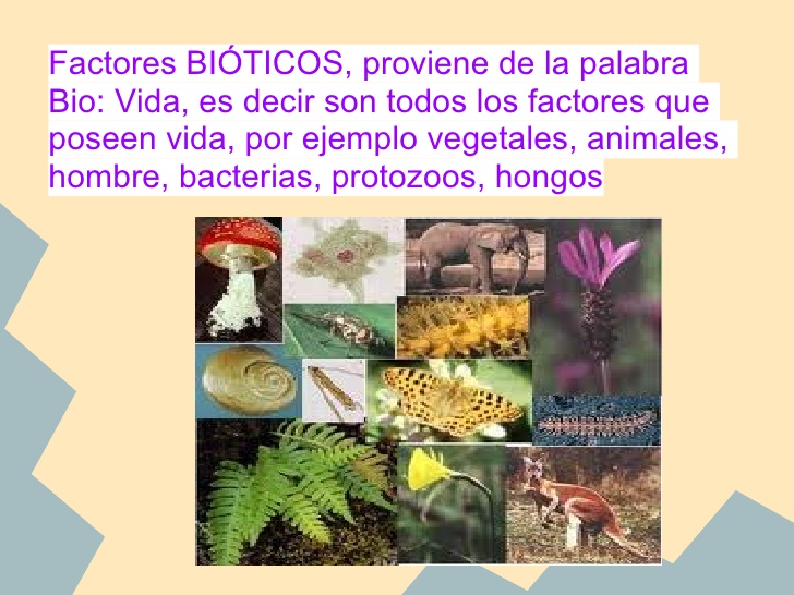 Que Son Factores Bioticos Y Abioticos Ejemplos – Nuevo Ejemplo